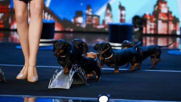 Diana vedyashinka's hot doggie show with super talented dachshunds (2)