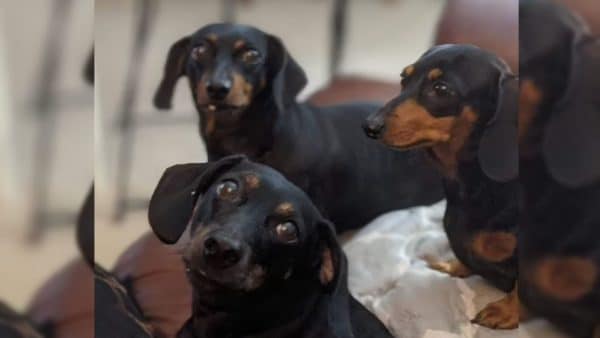 Man Fights Off Black Bear That Was Chasing His Dachshunds