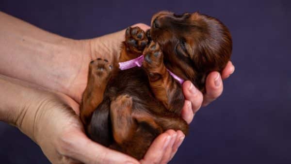 The most adorable photos of dachshund puppies