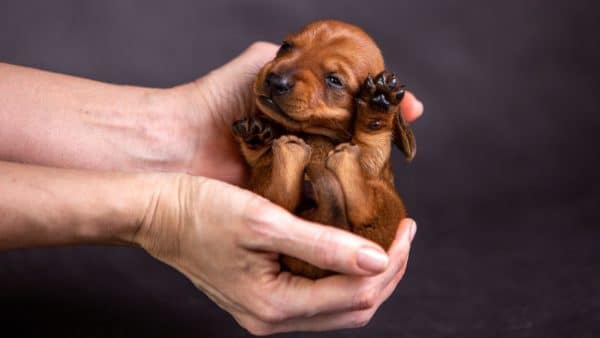 The most adorable photos of dachshund puppies