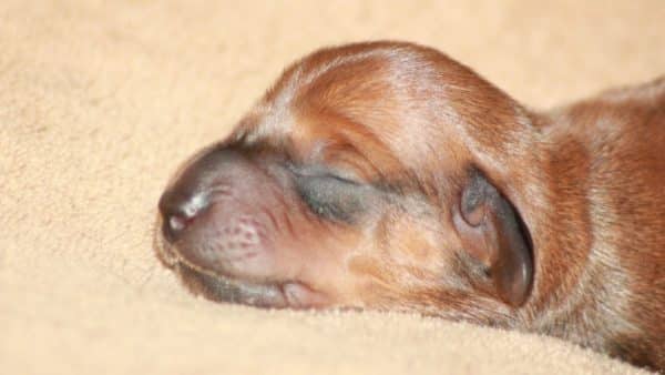 The most adorable photos of dachshund puppies