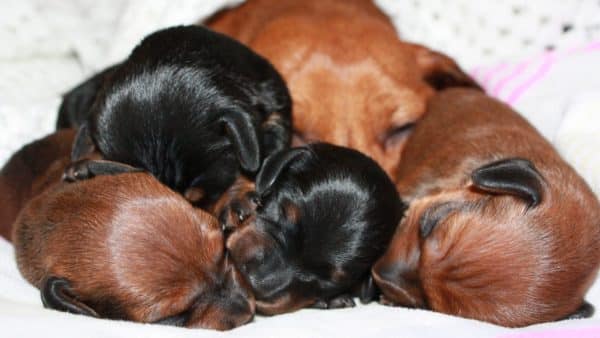 The Most Adorable Photos of Dachshund Puppies