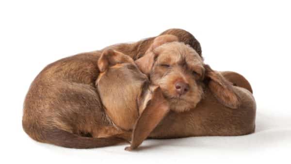 The Most Adorable Photos of Dachshund Puppies