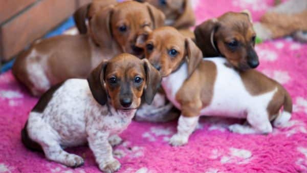 The Most Adorable Photos of Dachshund Puppies