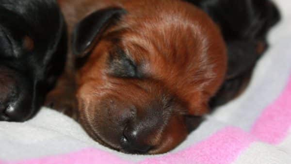 The most adorable photos of dachshund puppies