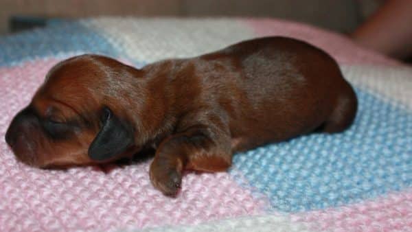 The Most Adorable Photos of Dachshund Puppies