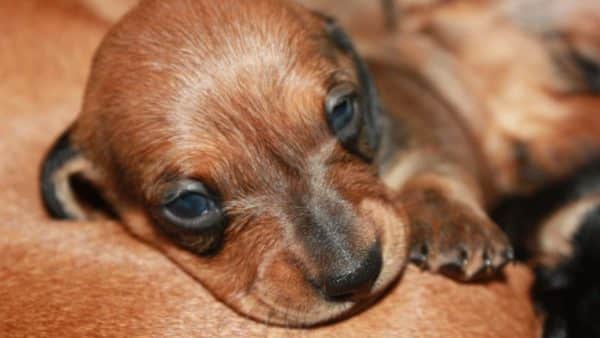 The Most Adorable Photos of Dachshund Puppies