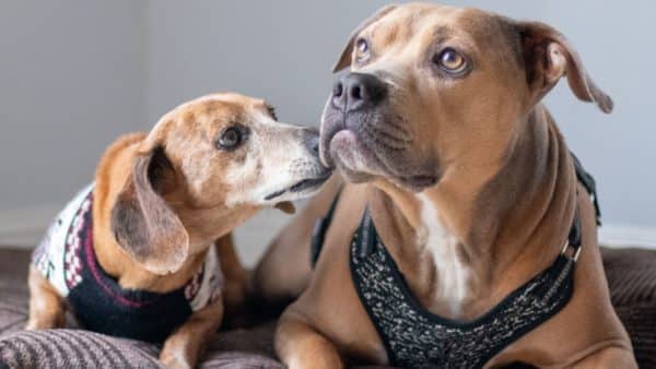 Can dogs talk to each other?