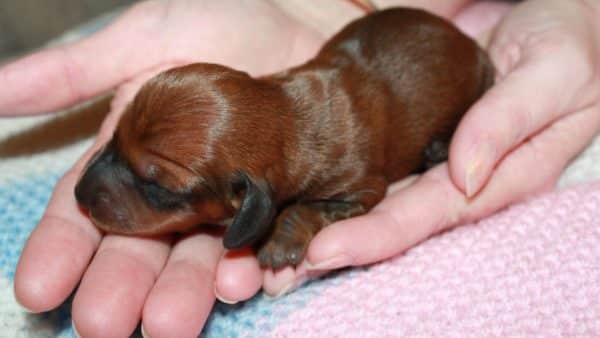 The most adorable photos of dachshund puppies