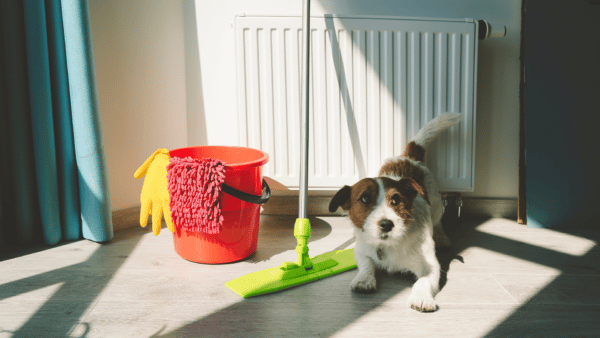 5 Habits That Hurt Your Dog