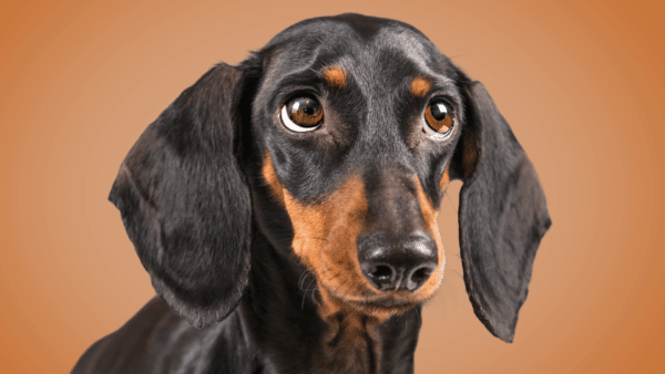 Dog Eye Infections: Symptoms, Causes, Treatment & Prevention