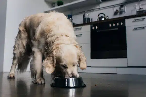 5 best dog foods for golden retrievers