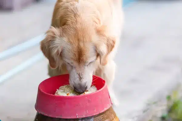 5 best dog foods for golden retrievers