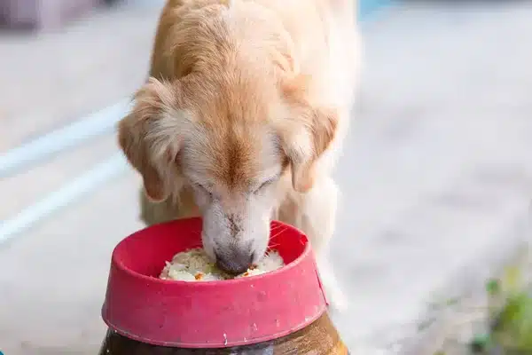 5 Best Dog Foods for Golden Retrievers