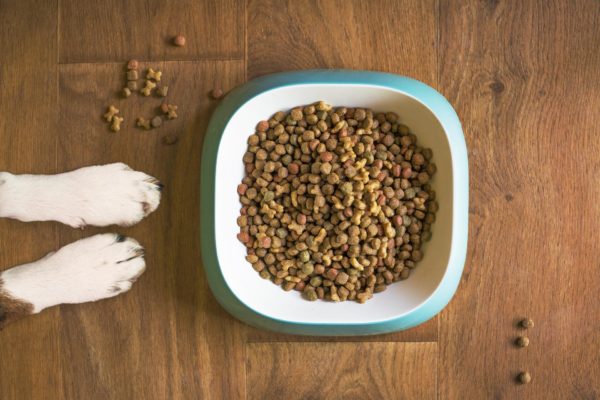 Best Dog Food of 2023 : What to Consider and the Top Picks