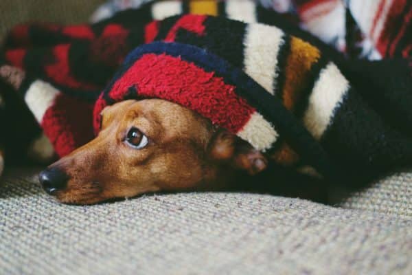 7 Best Dog Blankets on the Market: Pros, Cons, and Pricing