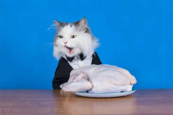 Can cats eat chicken