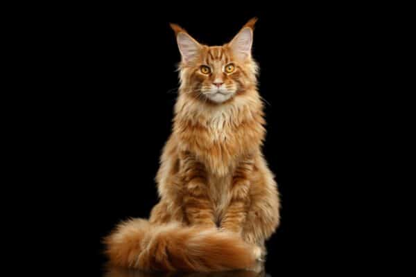 Maine coon cats