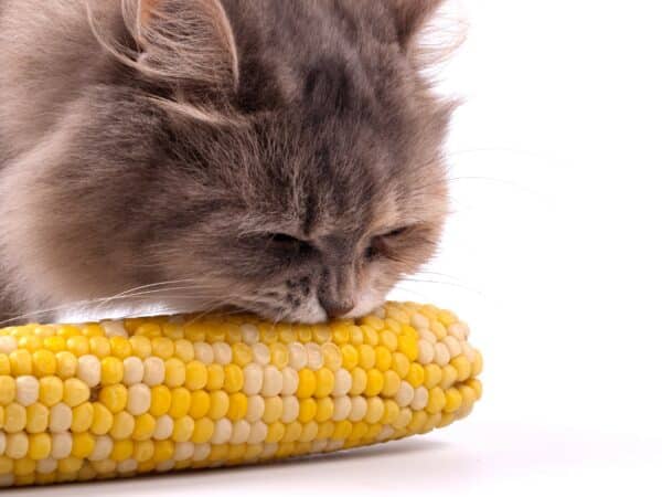 can cats eat corn