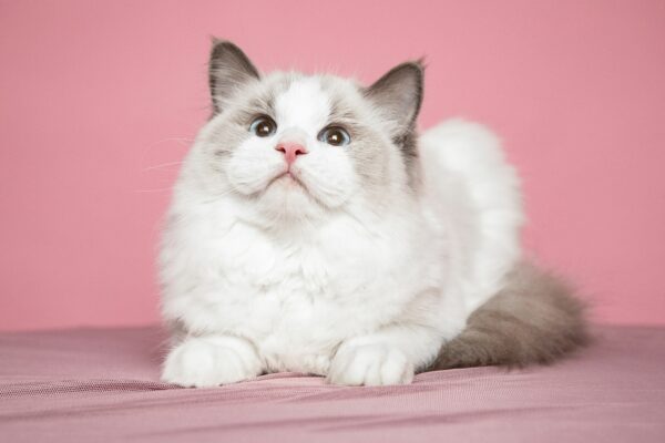 Can ragdoll cats be left alone
