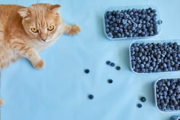 Can Cats Eat Blueberries?