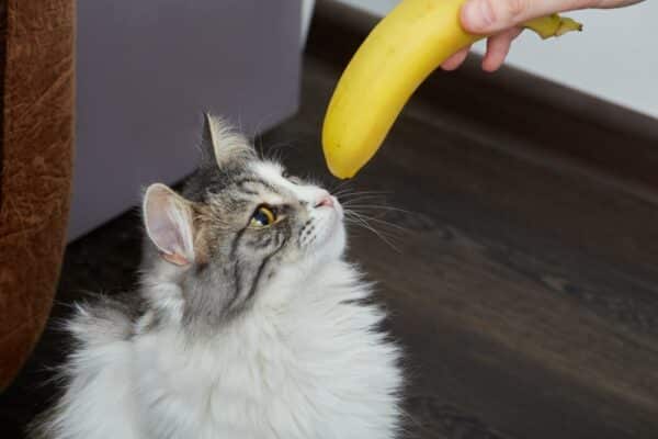 Cat staring at a banana