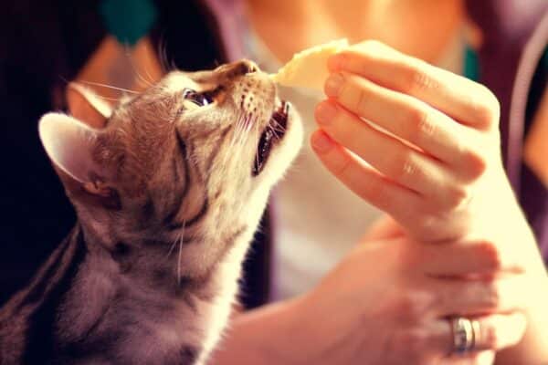 Cat eating cheese