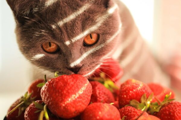 Cat eating strawberries