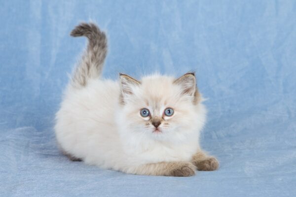 Ragdoll Kitten Personality