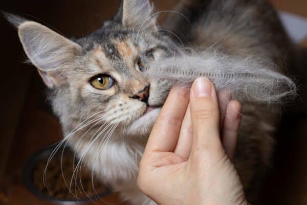 Do maine coon cats shed?