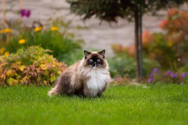 Do Ragdoll cat Live Indoors