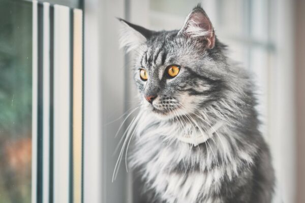 Maine Coon Temperament