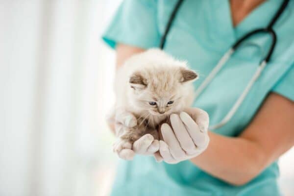 How long do ragdoll cats live