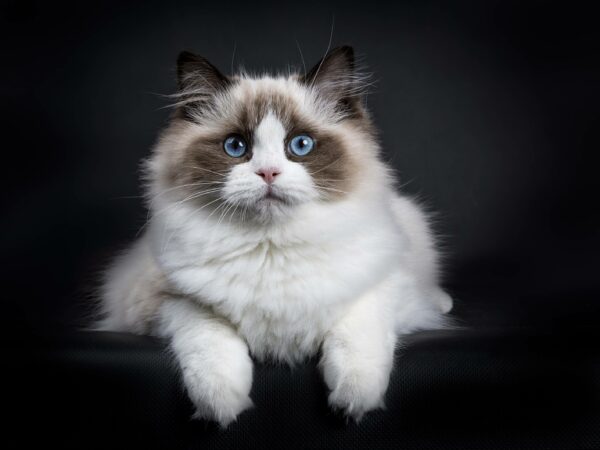 How Long Do Ragdoll Cats Live