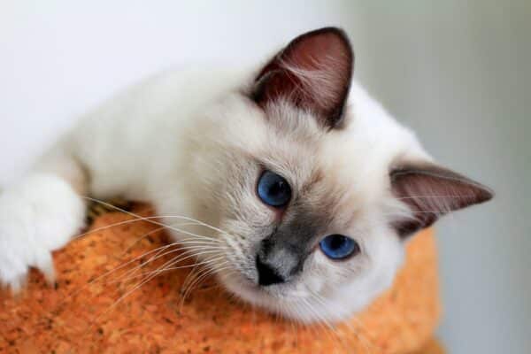 Ragdoll kitten personality