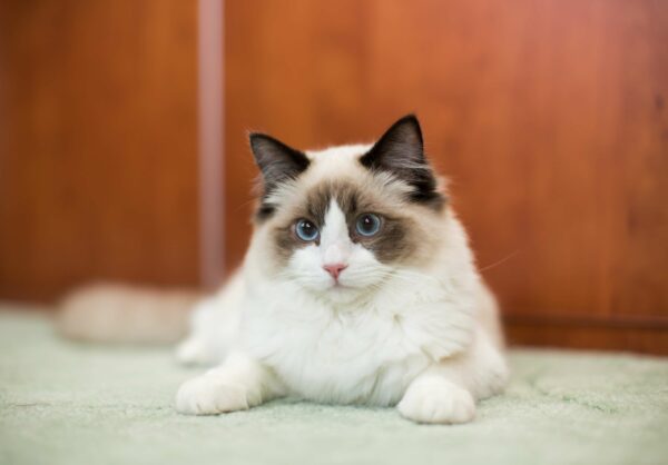 Shorthair ragdoll cat