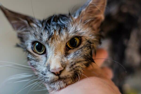 Do maine coon cats shed?