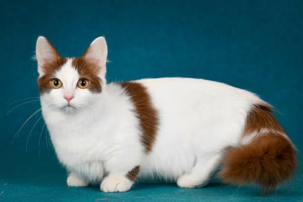 Munchkin ragdoll cat