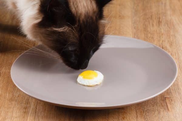 Can Cats Eat Eggs