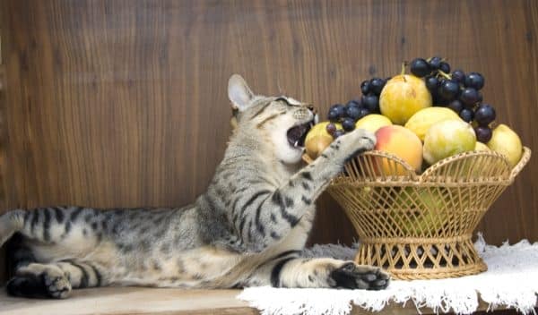 Can Cats Eat Blueberries? 