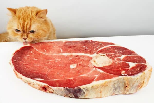 Can cats eat ham