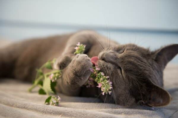 Can Cats Eat Catnip