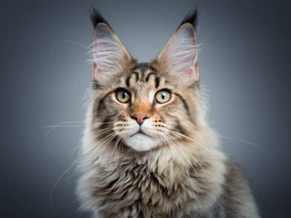 Maine coon