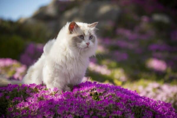 How long do ragdoll cats live