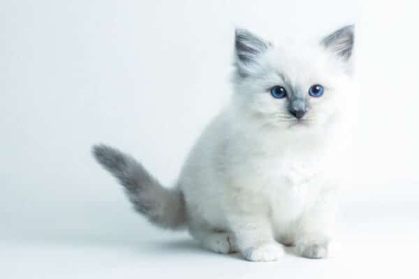 Ragdoll kitten