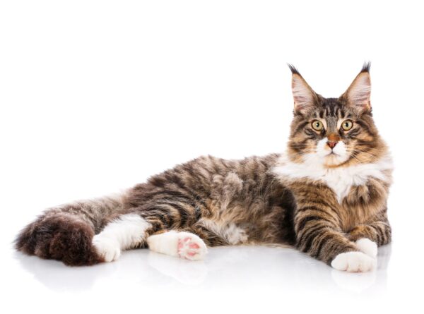 Maine Coon Temperament