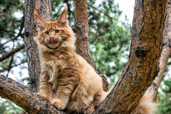 Maine coon cats