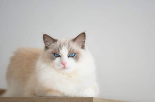 Ragdoll Cat Behavior Problems 