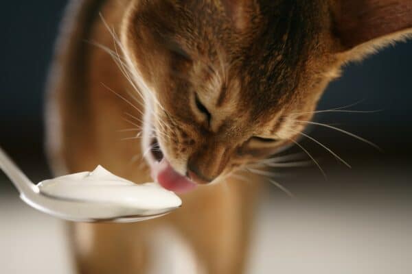 Can cats eat yogurt
