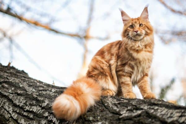 Maine coon lifespan